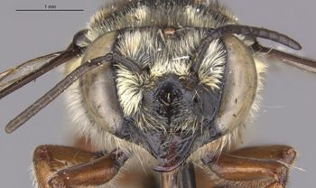 Media type: image;   Entomology 15706 Aspect: head frontal view